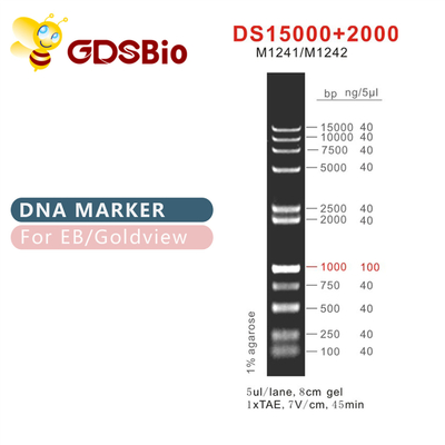 DS 15000+2000 dna علامة سلم M1241 (50μg) /M1242 (5×50μg)