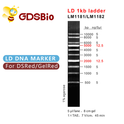 ld 1kb سلم 1000bp dna علامة LM1181 (50 preps) /LM1182 (50 preps×5)