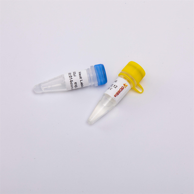 heat labile anti تلوث UDG أنزيم علم الأحياء جزيئيّ ل QPCR R5001 1 U/μL